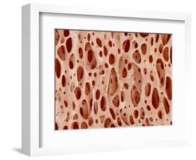 Bone tissue of a hen magnified x25-Micro Discovery-Framed Photographic Print