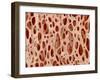 Bone tissue of a hen magnified x25-Micro Discovery-Framed Photographic Print