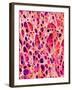 Bone Tissue of Chicken-Micro Discovery-Framed Premium Photographic Print