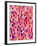 Bone Tissue of Chicken-Micro Discovery-Framed Premium Photographic Print