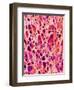 Bone Tissue of Chicken-Micro Discovery-Framed Photographic Print