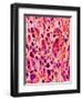 Bone Tissue of Chicken-Micro Discovery-Framed Photographic Print