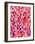 Bone Tissue of Chicken-Micro Discovery-Framed Photographic Print