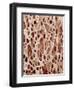 Bone Tissue-Micro Discovery-Framed Photographic Print