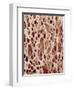 Bone Tissue-Micro Discovery-Framed Photographic Print