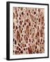 Bone Tissue-Micro Discovery-Framed Photographic Print