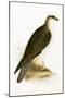 Bonelli's Eagle,  from 'A History of the Birds of Europe Not Observed in the British Isles'-English-Mounted Giclee Print