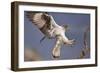 Bonelli's Eagle or Eurasian Hawk-Eagle-Staffan Widstrand-Framed Photographic Print