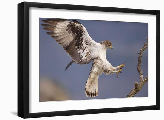 Bonelli's Eagle or Eurasian Hawk-Eagle-Staffan Widstrand-Framed Photographic Print