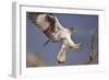 Bonelli's Eagle or Eurasian Hawk-Eagle-Staffan Widstrand-Framed Photographic Print
