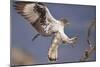 Bonelli's Eagle or Eurasian Hawk-Eagle-Staffan Widstrand-Mounted Photographic Print