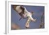 Bonelli's Eagle or Eurasian Hawk-Eagle-Staffan Widstrand-Framed Photographic Print