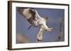 Bonelli's Eagle or Eurasian Hawk-Eagle-Staffan Widstrand-Framed Photographic Print