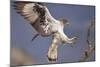 Bonelli's Eagle or Eurasian Hawk-Eagle-Staffan Widstrand-Mounted Photographic Print