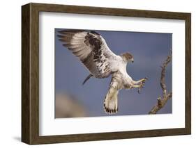 Bonelli's Eagle or Eurasian Hawk-Eagle-Staffan Widstrand-Framed Photographic Print