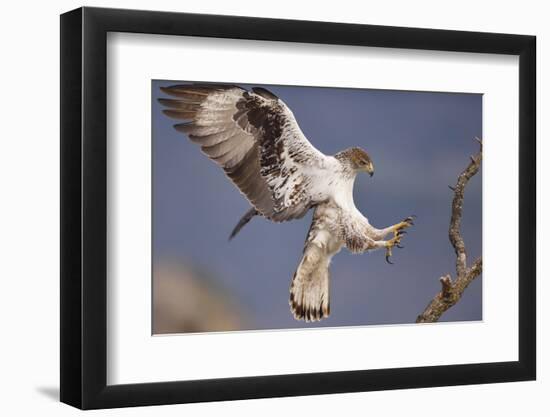 Bonelli's Eagle or Eurasian Hawk-Eagle-Staffan Widstrand-Framed Photographic Print