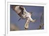 Bonelli's Eagle or Eurasian Hawk-Eagle-Staffan Widstrand-Framed Photographic Print