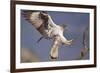 Bonelli's Eagle or Eurasian Hawk-Eagle-Staffan Widstrand-Framed Photographic Print