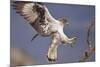 Bonelli's Eagle or Eurasian Hawk-Eagle-Staffan Widstrand-Mounted Photographic Print