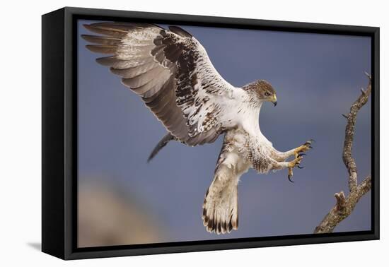 Bonelli's Eagle or Eurasian Hawk-Eagle-Staffan Widstrand-Framed Stretched Canvas