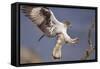 Bonelli's Eagle or Eurasian Hawk-Eagle-Staffan Widstrand-Framed Stretched Canvas