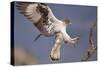 Bonelli's Eagle or Eurasian Hawk-Eagle-Staffan Widstrand-Stretched Canvas