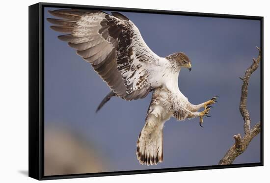 Bonelli's Eagle or Eurasian Hawk-Eagle-Staffan Widstrand-Framed Stretched Canvas