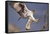 Bonelli's Eagle or Eurasian Hawk-Eagle-Staffan Widstrand-Framed Stretched Canvas