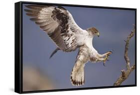 Bonelli's Eagle or Eurasian Hawk-Eagle-Staffan Widstrand-Framed Stretched Canvas