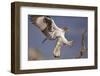 Bonelli's Eagle or Eurasian Hawk-Eagle-Staffan Widstrand-Framed Premium Photographic Print