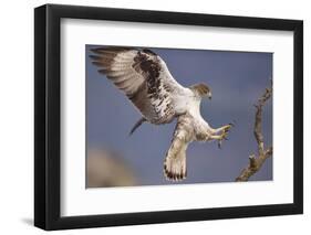 Bonelli's Eagle or Eurasian Hawk-Eagle-Staffan Widstrand-Framed Premium Photographic Print