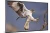 Bonelli's Eagle or Eurasian Hawk-Eagle-Staffan Widstrand-Mounted Premium Photographic Print