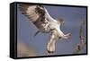 Bonelli's Eagle or Eurasian Hawk-Eagle-Staffan Widstrand-Framed Stretched Canvas