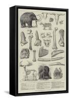 Bones of Extinct Animals Found at Charing-Cross-null-Framed Stretched Canvas