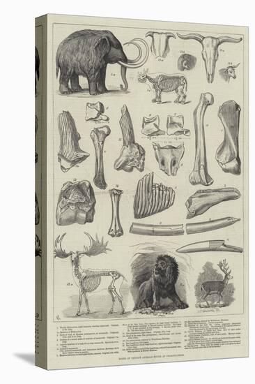 Bones of Extinct Animals Found at Charing-Cross-null-Stretched Canvas