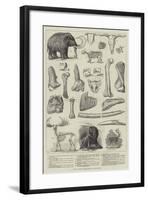 Bones of Extinct Animals Found at Charing-Cross-null-Framed Giclee Print