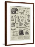 Bones of Extinct Animals Found at Charing-Cross-null-Framed Giclee Print