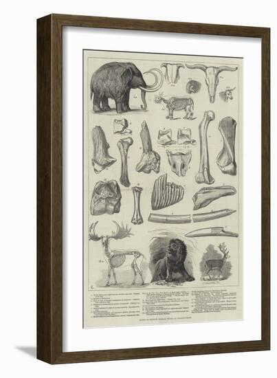 Bones of Extinct Animals Found at Charing-Cross-null-Framed Giclee Print