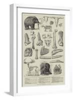 Bones of Extinct Animals Found at Charing-Cross-null-Framed Giclee Print