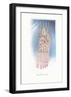 Bones of the Foot-null-Framed Art Print