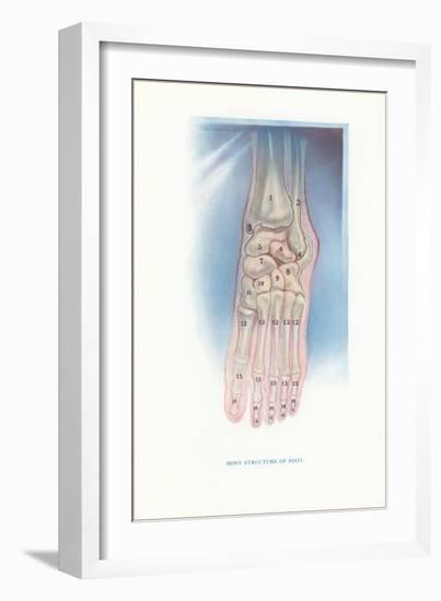 Bones of the Foot-null-Framed Art Print
