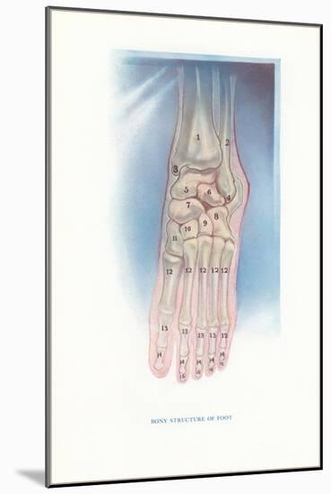 Bones of the Foot-null-Mounted Art Print