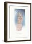 Bones of the Foot-Found Image Press-Framed Giclee Print