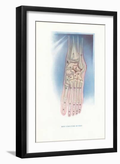 Bones of the Foot-Found Image Press-Framed Giclee Print