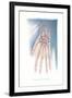 Bones of the Hand-null-Framed Art Print