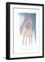 Bones of the Hand-Found Image Press-Framed Giclee Print