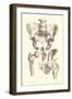 Bones of the Pelvis, Lower Spine, and Upper Leg-Found Image Press-Framed Premium Giclee Print