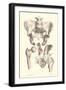 Bones of the Pelvis, Lower Spine, and Upper Leg-Found Image Press-Framed Premium Giclee Print