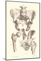 Bones of the Pelvis, Lower Spine, and Upper Leg-Found Image Press-Mounted Premium Giclee Print