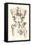 Bones of the Pelvis, Lower Spine, and Upper Leg-Found Image Press-Framed Stretched Canvas